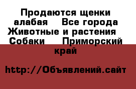 Продаются щенки алабая  - Все города Животные и растения » Собаки   . Приморский край